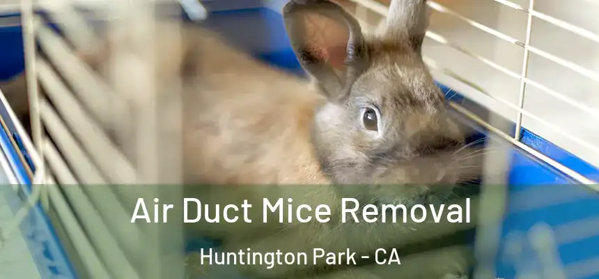  Air Duct Mice Removal Huntington Park - CA